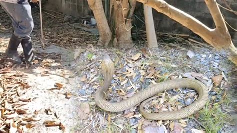 KUMUKUHA NG MALUNGGAY NATAKOT SA COBRA .